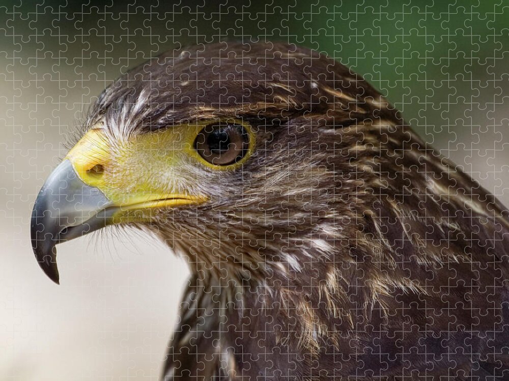 Harris Hawk Jigsaw Puzzle featuring the photograph Close-up Of Hawk by Katherine Pocklington