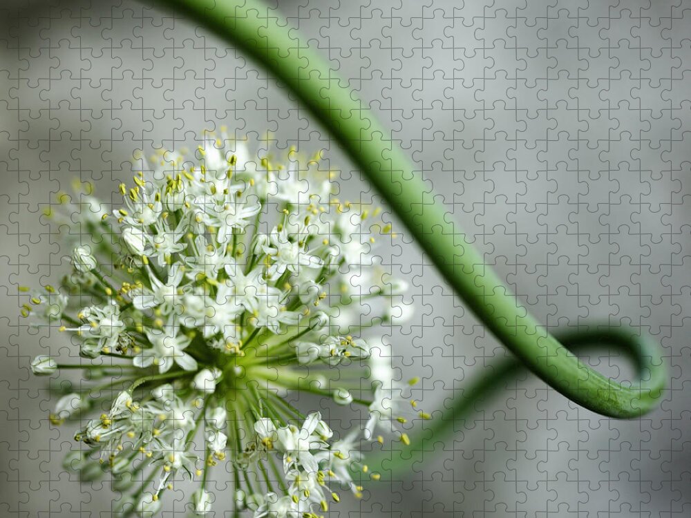 Outdoors Jigsaw Puzzle featuring the photograph Close Up Of White Flowers by Lisbeth Hjort