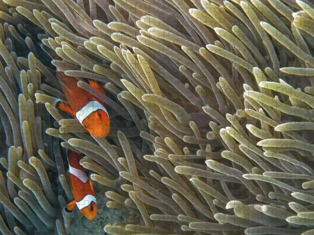 Underwater Jigsaw Puzzle featuring the photograph Clown Fish Ko Phi Phi by Essai