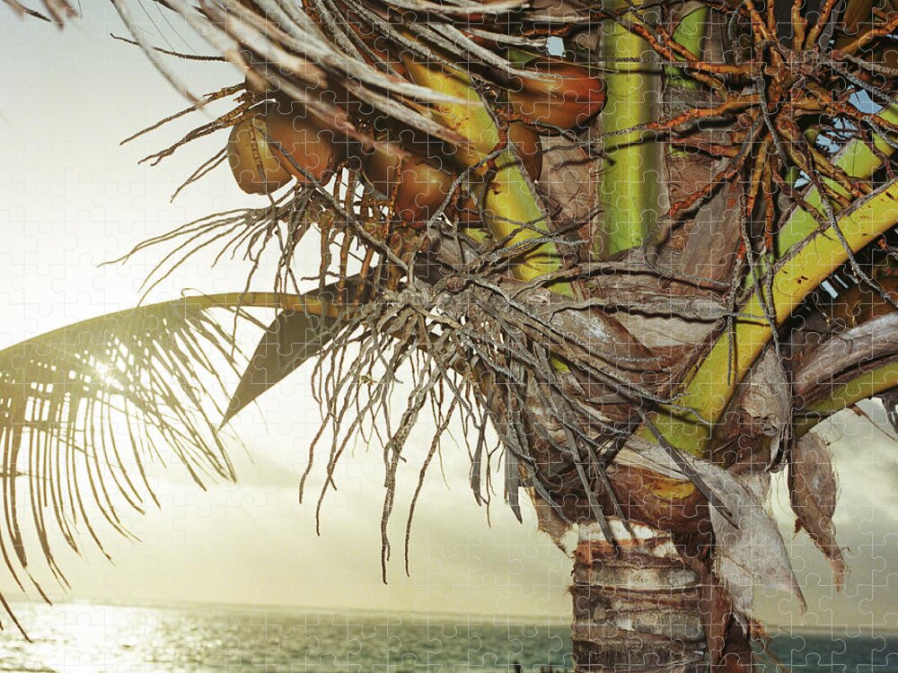 Dawn Jigsaw Puzzle featuring the photograph Coconut Palm Tree Overlooking Ocean At by Bernhard Lang