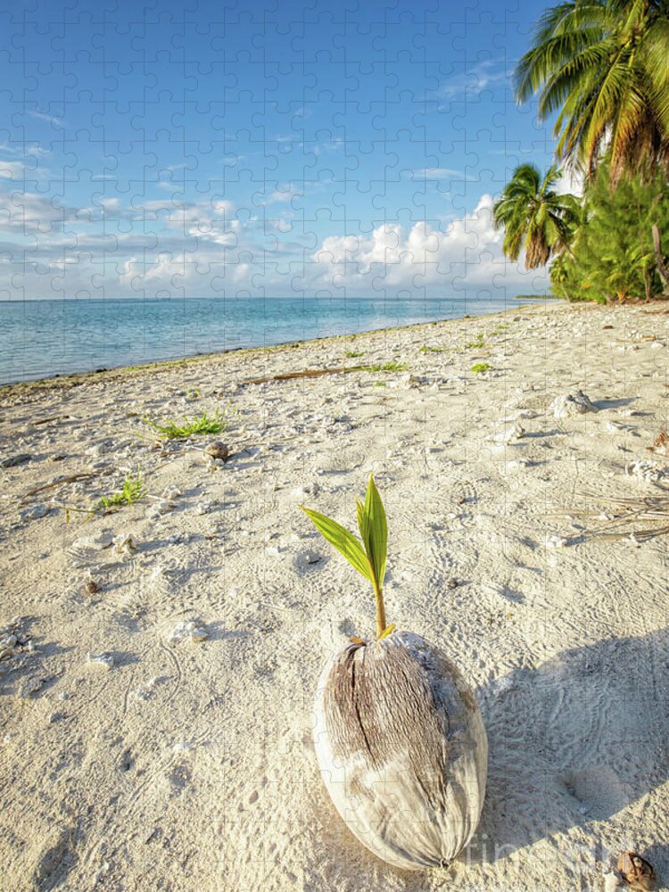 Coconut Jigsaw Puzzle featuring the photograph Coconut Sprout by Becqi Sherman