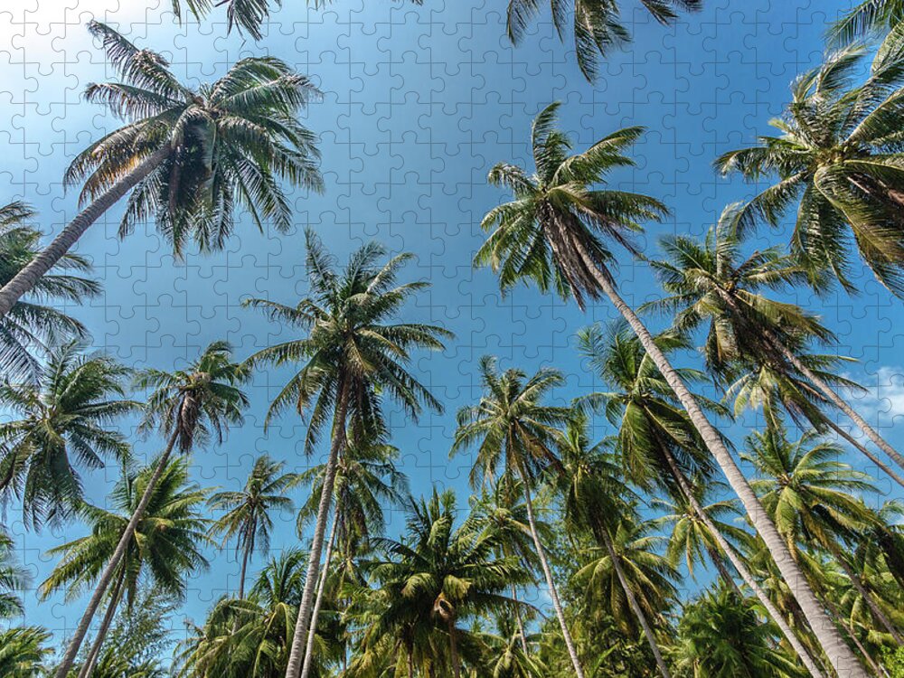 Tranquility Jigsaw Puzzle featuring the photograph Coconut Tree by Kwanchai k Photograph