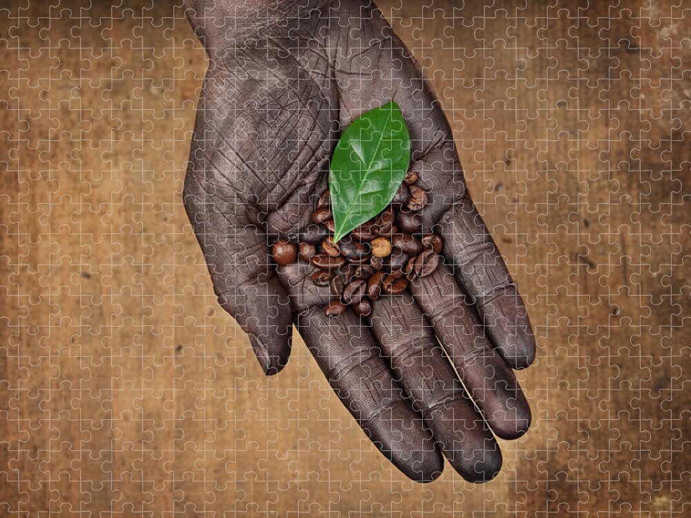 Palm Of Hand Jigsaw Puzzle featuring the photograph Coffee Beans In Human Hand by Narvikk