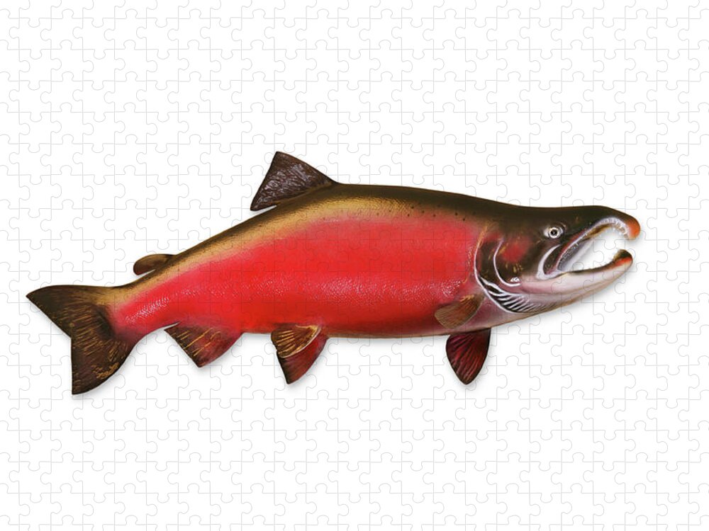 Orange Color Jigsaw Puzzle featuring the photograph Coho Salmon With Clipping Path by Georgepeters
