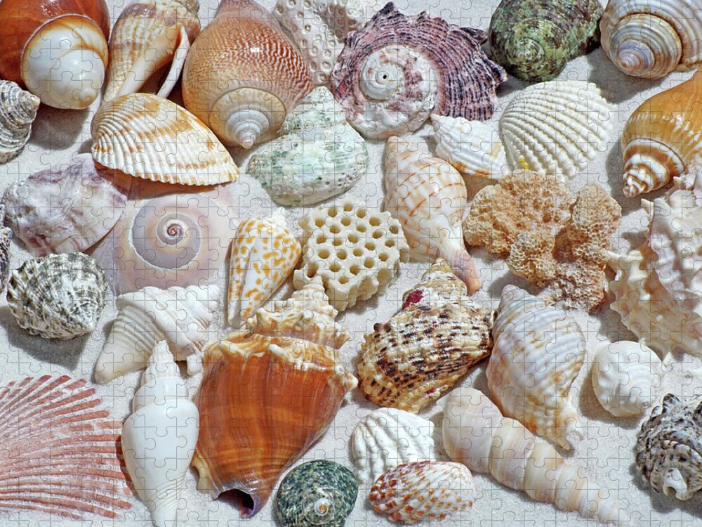 Seashells Jigsaw Puzzle featuring the photograph Collection by Kathi Mirto