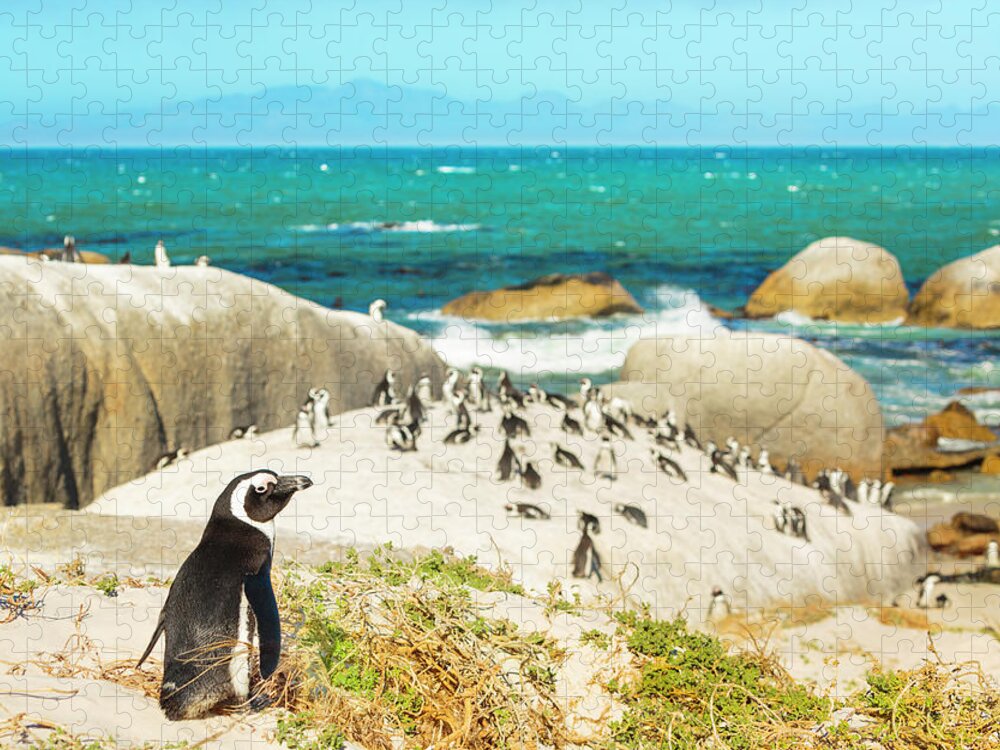 Scenics Jigsaw Puzzle featuring the photograph Colony Of African Penguins On Rocky by Spooh