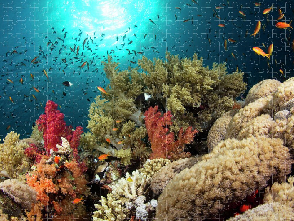 Underwater Jigsaw Puzzle featuring the photograph Colorful Corals by Lea Lee