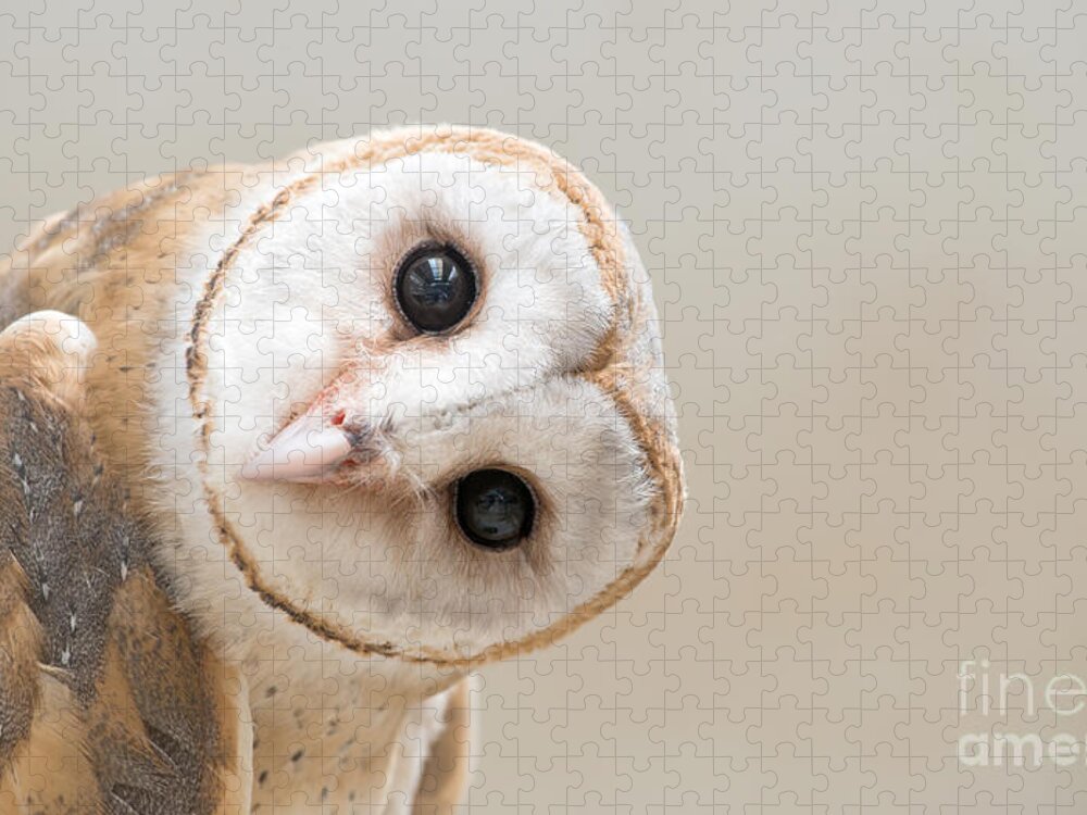 Studio Jigsaw Puzzle featuring the photograph Common Barn Owl Tyto Albahead Head by Anan Kaewkhammul