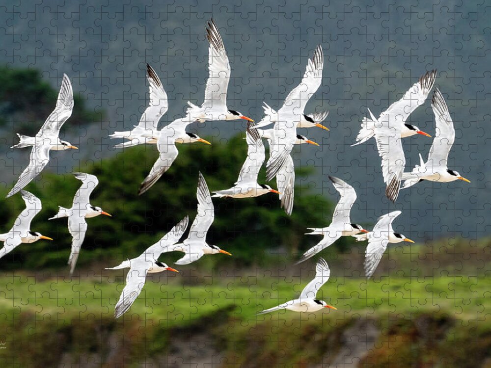 Terns Jigsaw Puzzle featuring the photograph Common Tern Fly-By by Judi Dressler