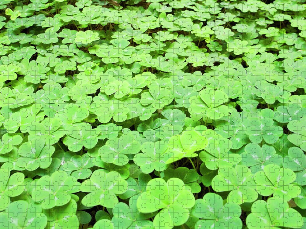 Common Wood Sorrel Oxalis Acetosella L Puzzle For Sale By Sam Diephuis