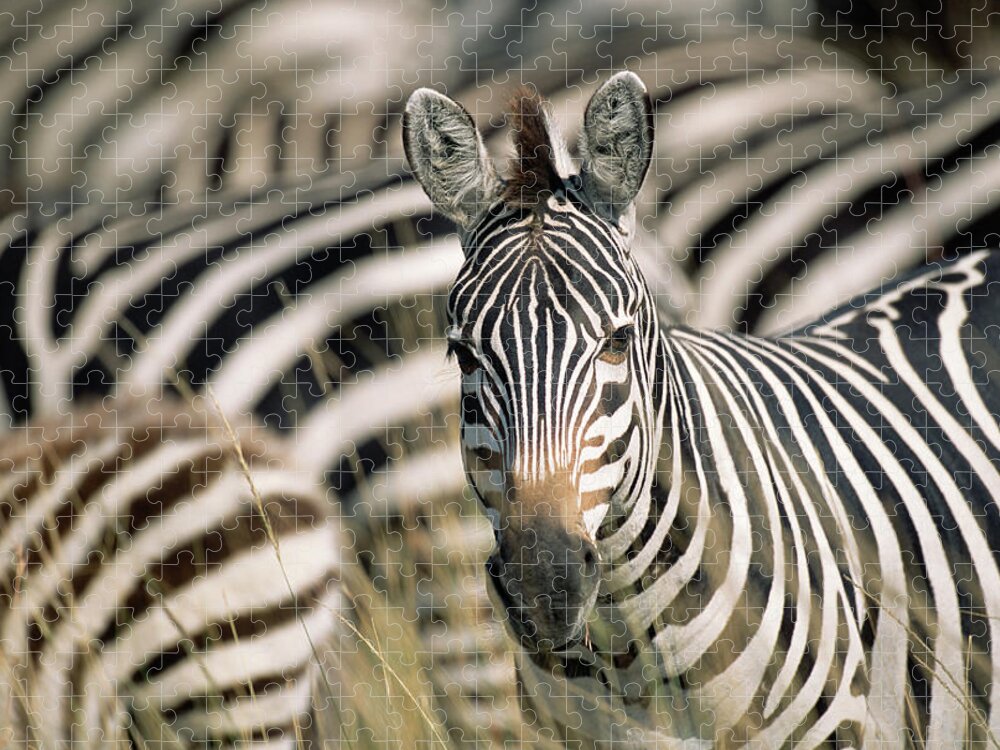 Plains Zebra Jigsaw Puzzle featuring the photograph Common Zebra Equus Burchelli Amongst by James Warwick