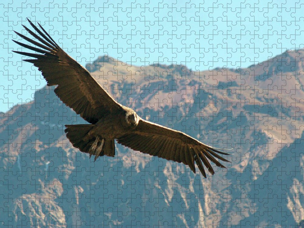 Animal Themes Jigsaw Puzzle featuring the photograph Condor In Flight by Photography By Jessie Reeder