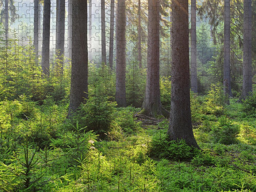 Scenics Jigsaw Puzzle featuring the photograph Coniferous Forest In The Morning by Raimund Linke