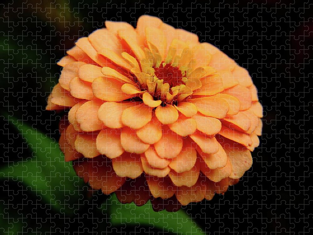 Zinnia Jigsaw Puzzle featuring the photograph Content Zinnia by Allen Nice-Webb
