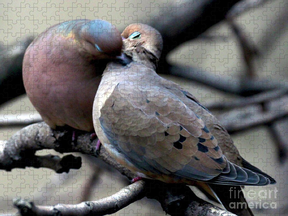 Female Mourning Dove Jigsaw Puzzle featuring the photograph Cooing Mourning Doves 2 by Patricia Youngquist