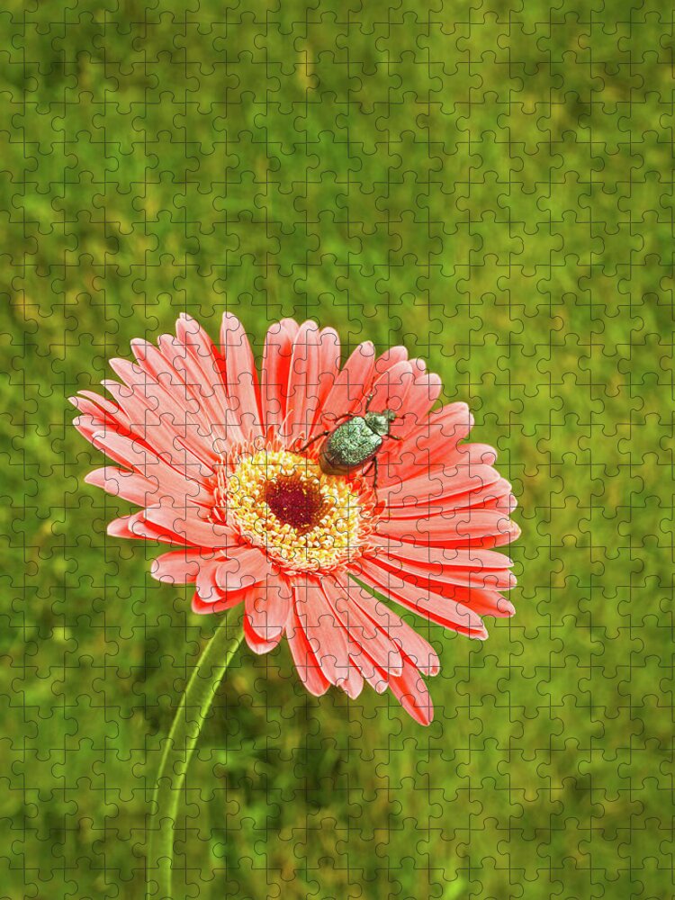 Tranquility Jigsaw Puzzle featuring the photograph Coral Gerbera Daisy With A June Bug by Chris Stein