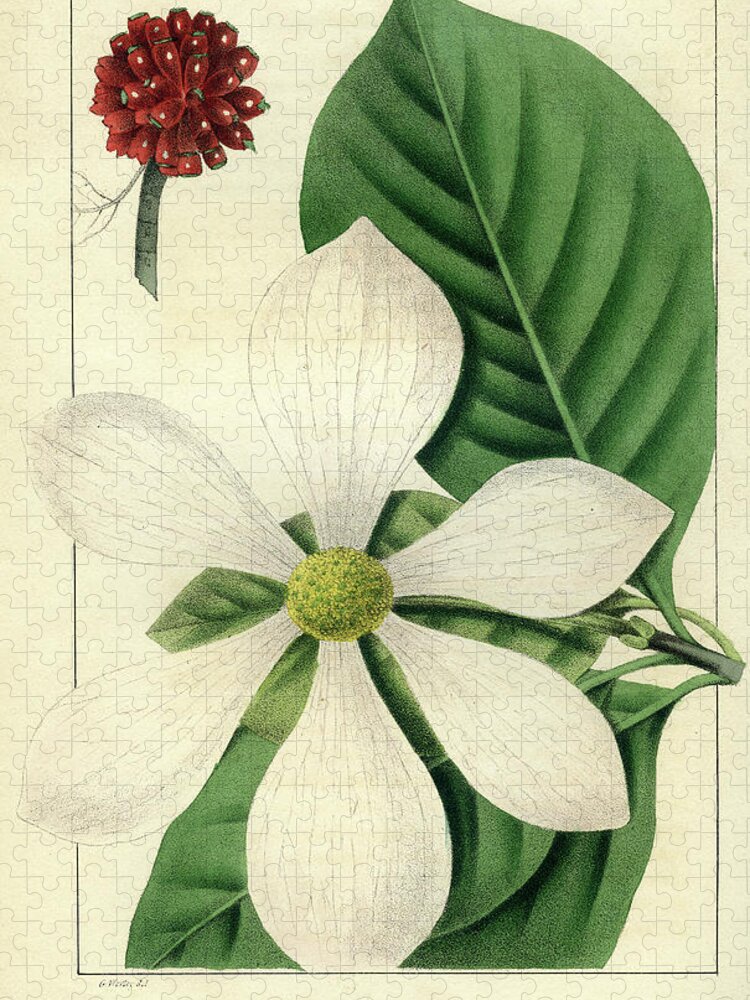 Pacific Dogwood Jigsaw Puzzle featuring the drawing Cornus Nuttallii by Unknown
