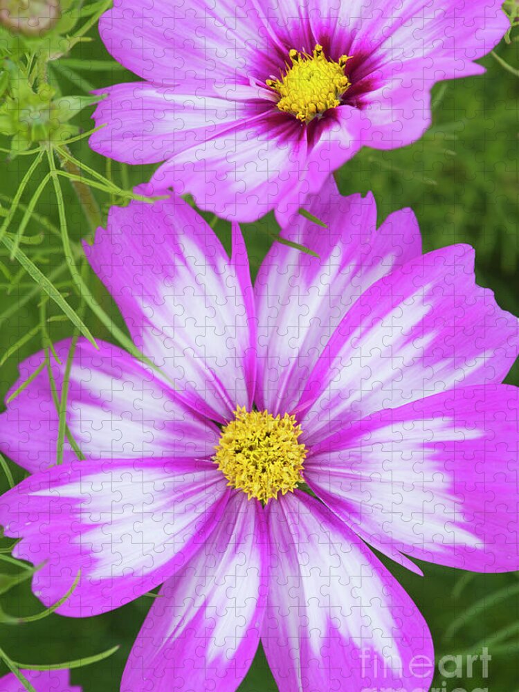 Cosmos Bipinnatus Capriola Jigsaw Puzzle featuring the photograph Cosmos Capriola Flower by Tim Gainey