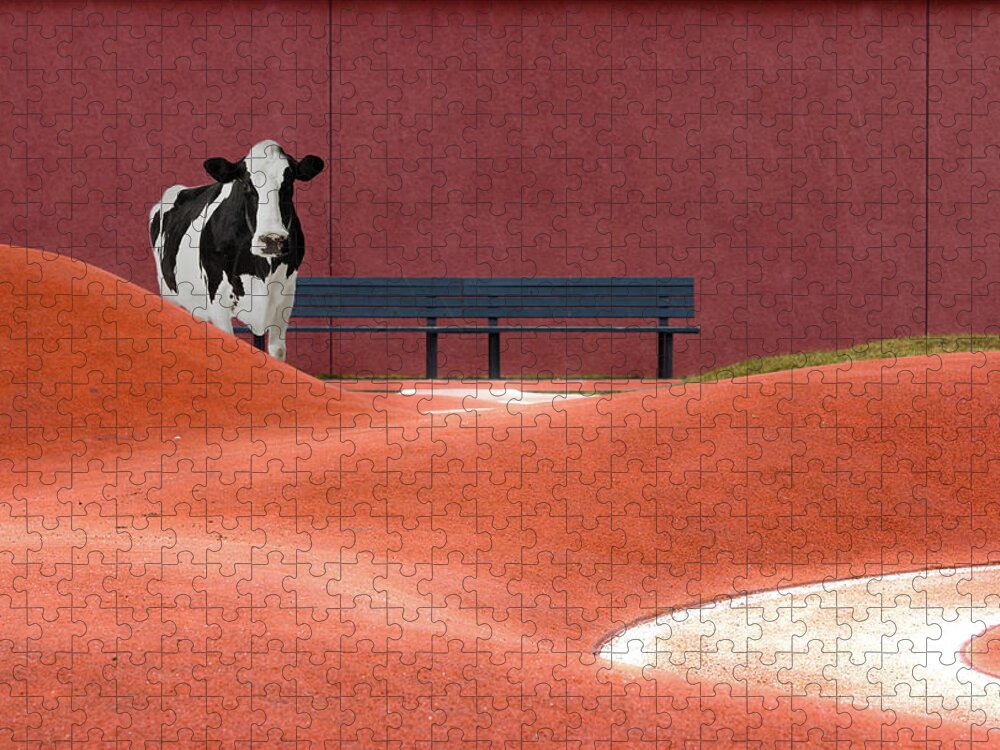 Animal Themes Jigsaw Puzzle featuring the photograph Cow And Empty Bench by Christian Beirle González