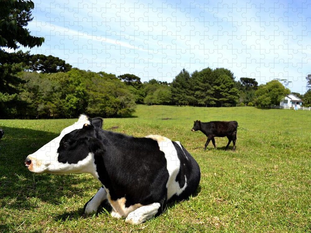Grass Jigsaw Puzzle featuring the photograph Cow Sitting On Grass by Radamés Manosso