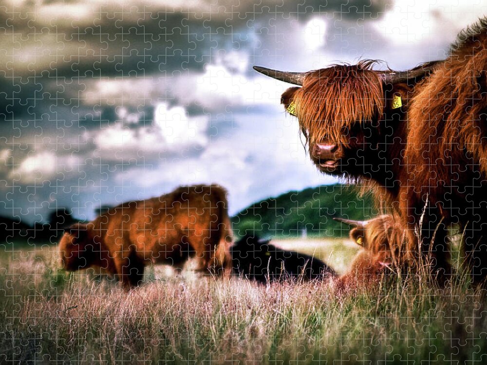 Horned Jigsaw Puzzle featuring the photograph Cow Stairing by Joep Roosen