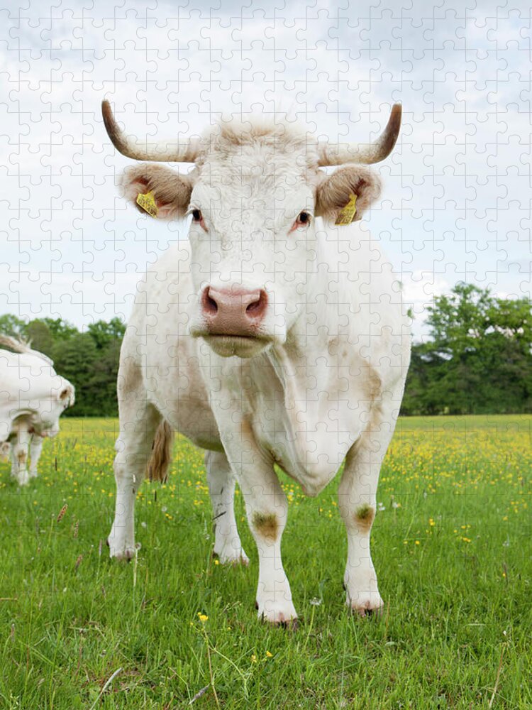 Horned Jigsaw Puzzle featuring the photograph Cow Standing In Grassy Field by Stefanie Grewel