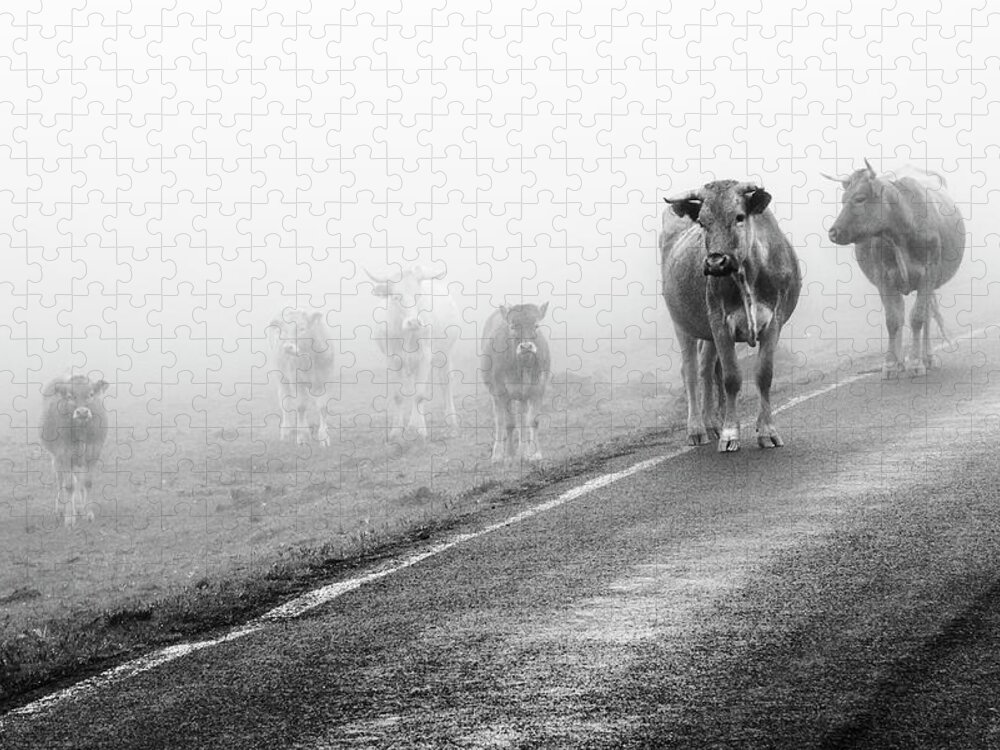 Dawn Jigsaw Puzzle featuring the photograph Cows In Fog by Ramón Espelt Photography