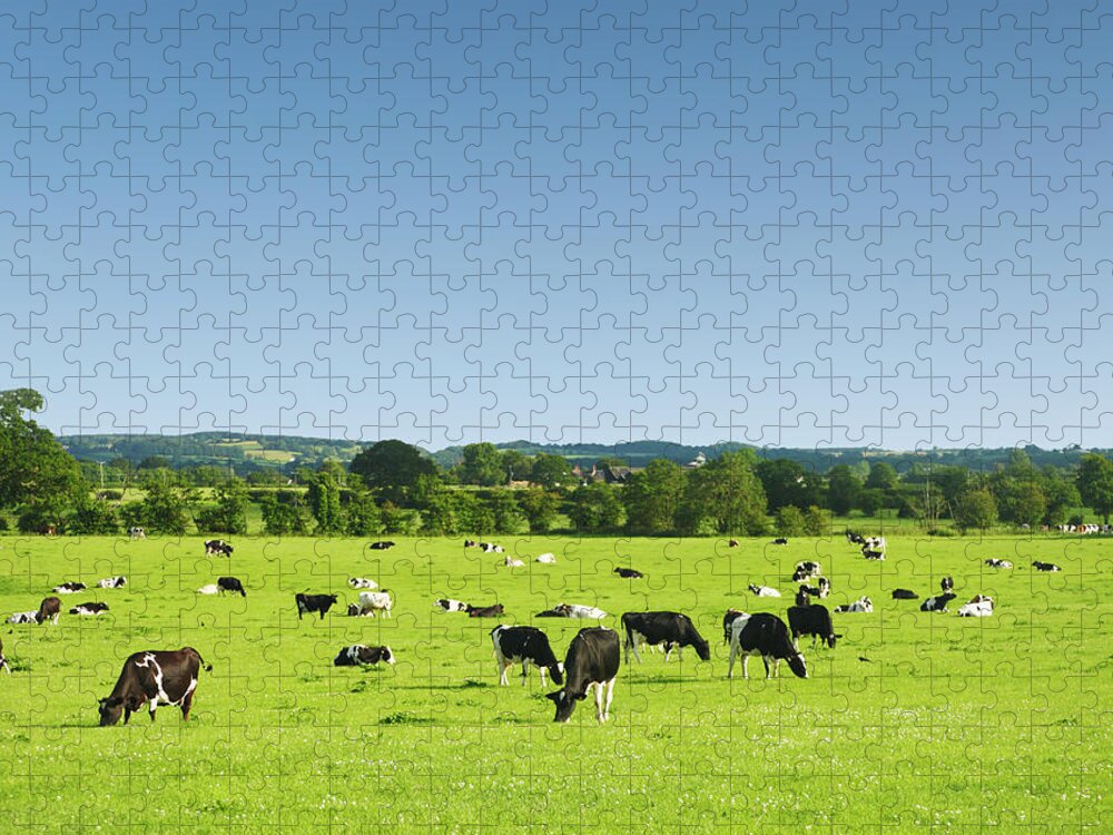 Grass Jigsaw Puzzle featuring the photograph Cows In Idyllic Pastures by R-j-seymour
