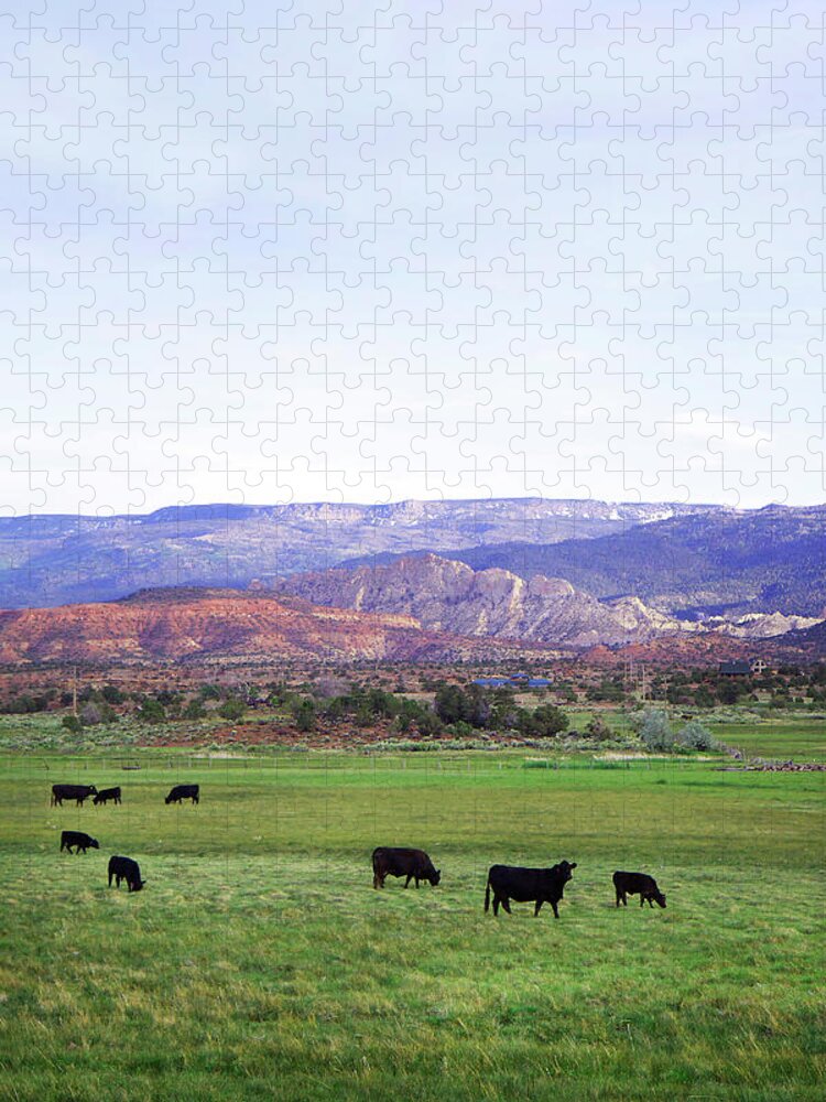 Grass Jigsaw Puzzle featuring the photograph Cows In Utahs Green Pasture by Aimee Giese