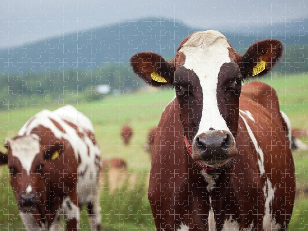 Sweden Jigsaw Puzzle featuring the photograph Cows On Pasture by Dag Sundberg