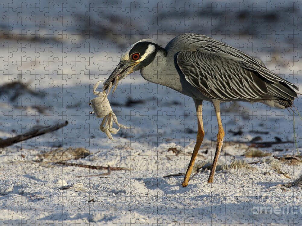 Yellow-crowned Night Heron; Birds; Florida; Cwa; Fort Myers Beach; Nature; Animals; Wildlife; Wild; Beach; Ghost Crab; Crabs; Breakfast; Jigsaw Puzzle featuring the photograph Crab for Breakfast by Meg Rousher