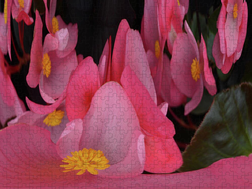Begonia's Jigsaw Puzzle featuring the photograph Creation of Begonia's by Terence Davis