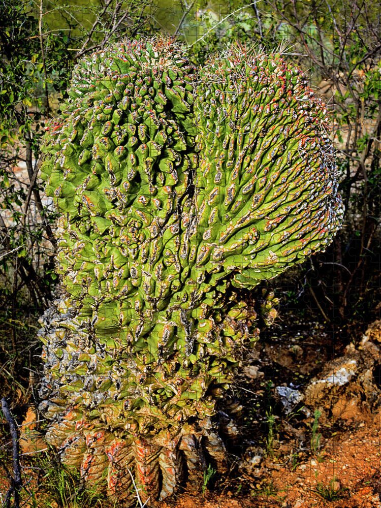 Crested Jigsaw Puzzle featuring the photograph Cristate Barrel Cactus v1645 by Mark Myhaver