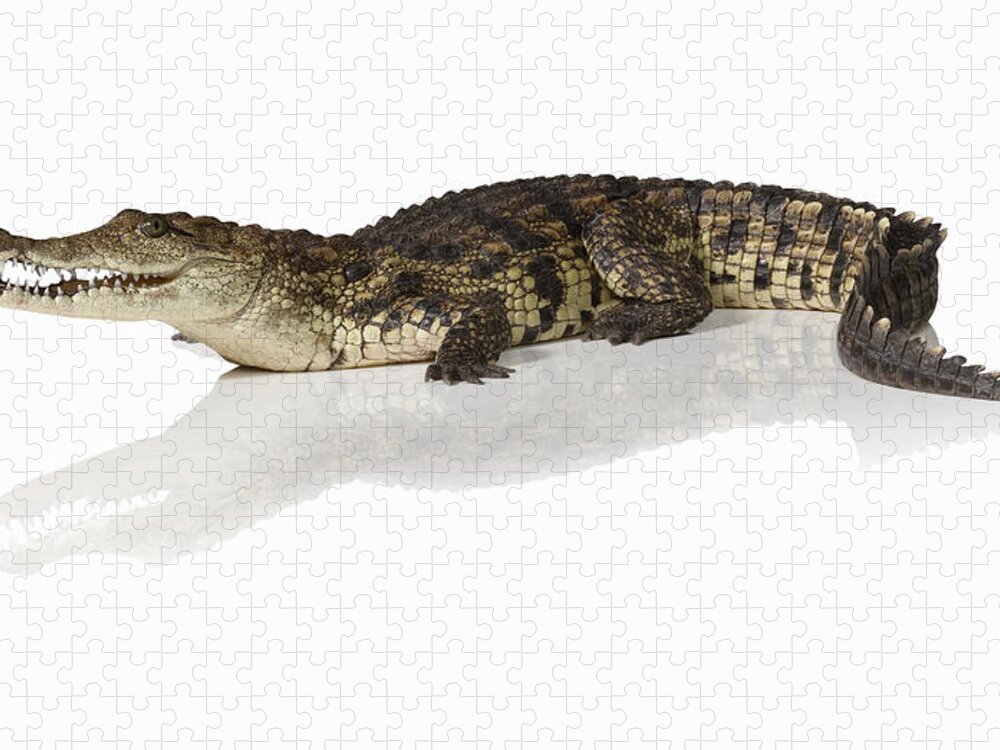 Shadow Jigsaw Puzzle featuring the photograph Crocodile Crocodylus by Jonathan Knowles