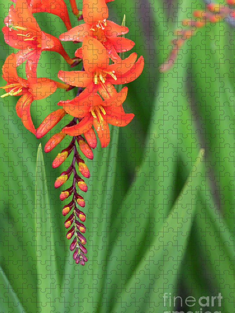 Crocosmia Zeal Unnamed Jigsaw Puzzle featuring the photograph Crocosmia Zeal Unnamed Flower by Tim Gainey