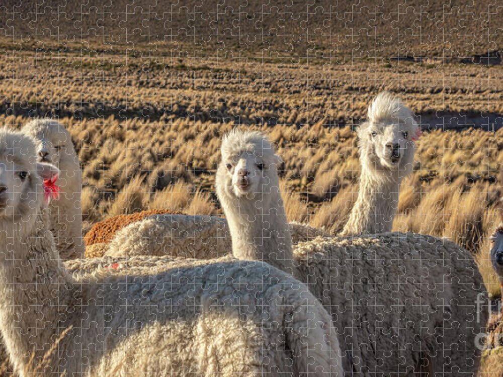 Alpacas Jigsaw Puzzle featuring the photograph Cute and curious alpacas by Delphimages Photo Creations