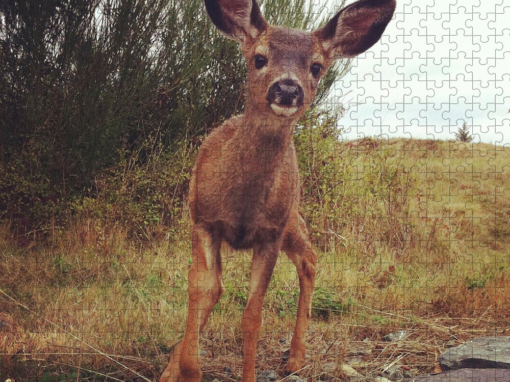 Fawn Jigsaw Puzzle featuring the photograph Curious Deer by Kevinruss