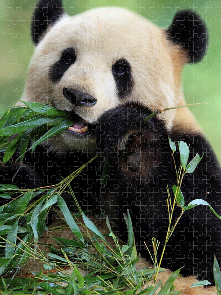 Chinese Culture Jigsaw Puzzle featuring the photograph Cute Panda by Tianyuanonly
