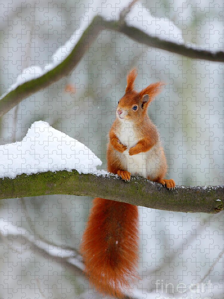 Small Jigsaw Puzzle featuring the photograph Cute Red Squirrel In Winter Scene by Ondrej Prosicky