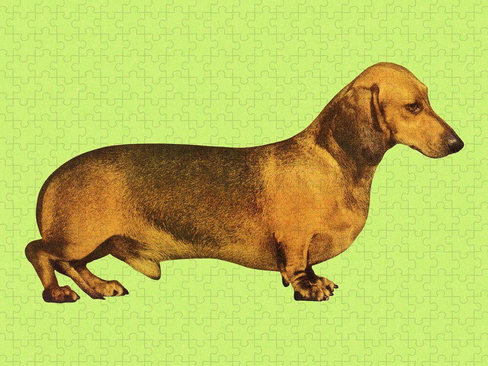 Animal Jigsaw Puzzle featuring the drawing Dachshund on Green Background by CSA Images