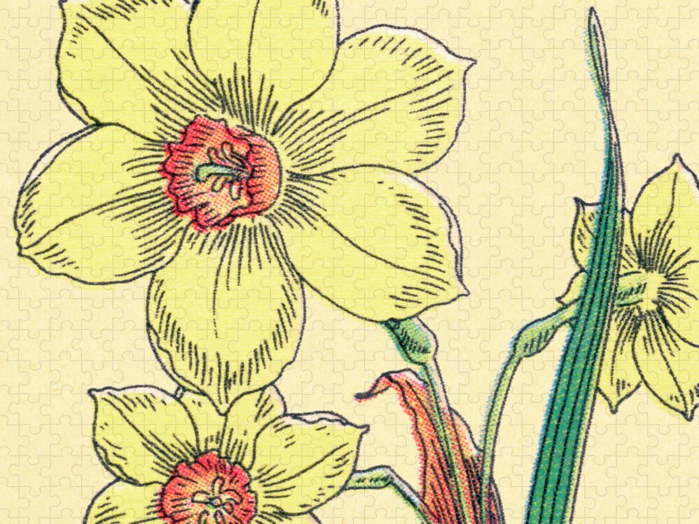 Bloom Jigsaw Puzzle featuring the drawing Daffodil Flowers by CSA Images