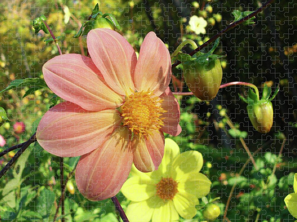 Dahlia Jigsaw Puzzle featuring the photograph Dahlia 5 by Amy E Fraser