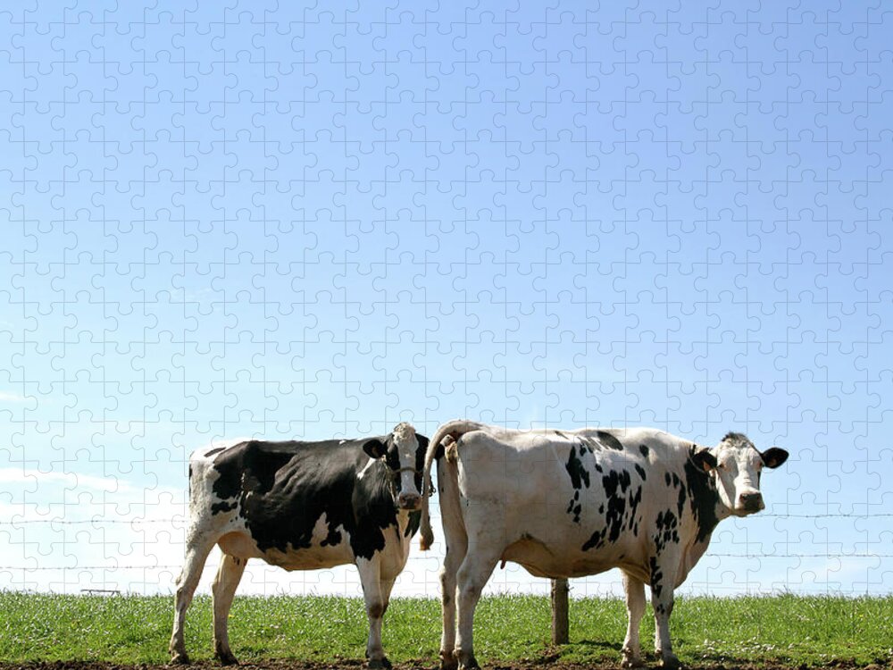 Grass Jigsaw Puzzle featuring the photograph Dairy Cows Grazing by Argijale