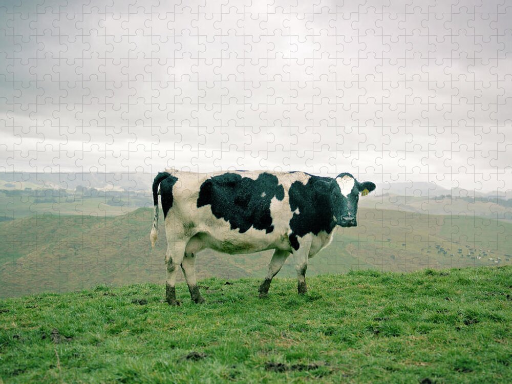 Grass Jigsaw Puzzle featuring the photograph Dairy by Photo By Stas Kulesh