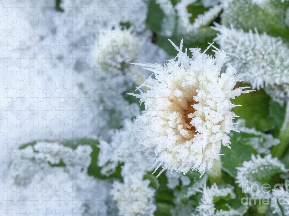 Flower Jigsaw Puzzle featuring the photograph Daisy flower covered in winter ice by Simon Bratt
