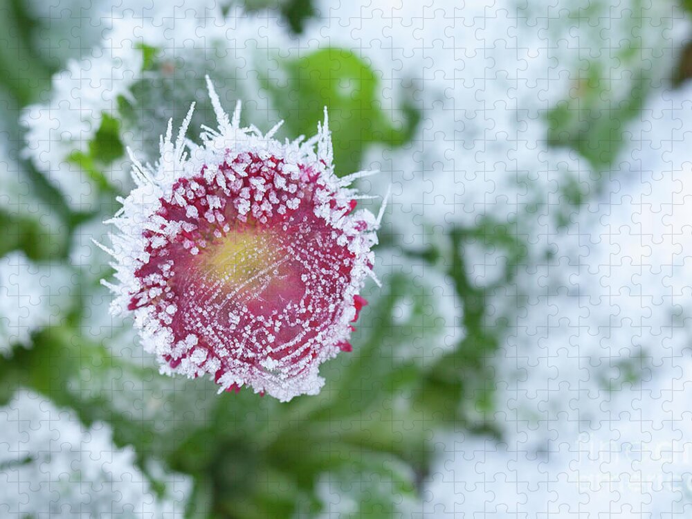 Frozen Jigsaw Puzzle featuring the photograph Daisy frozen in winter garden by Simon Bratt
