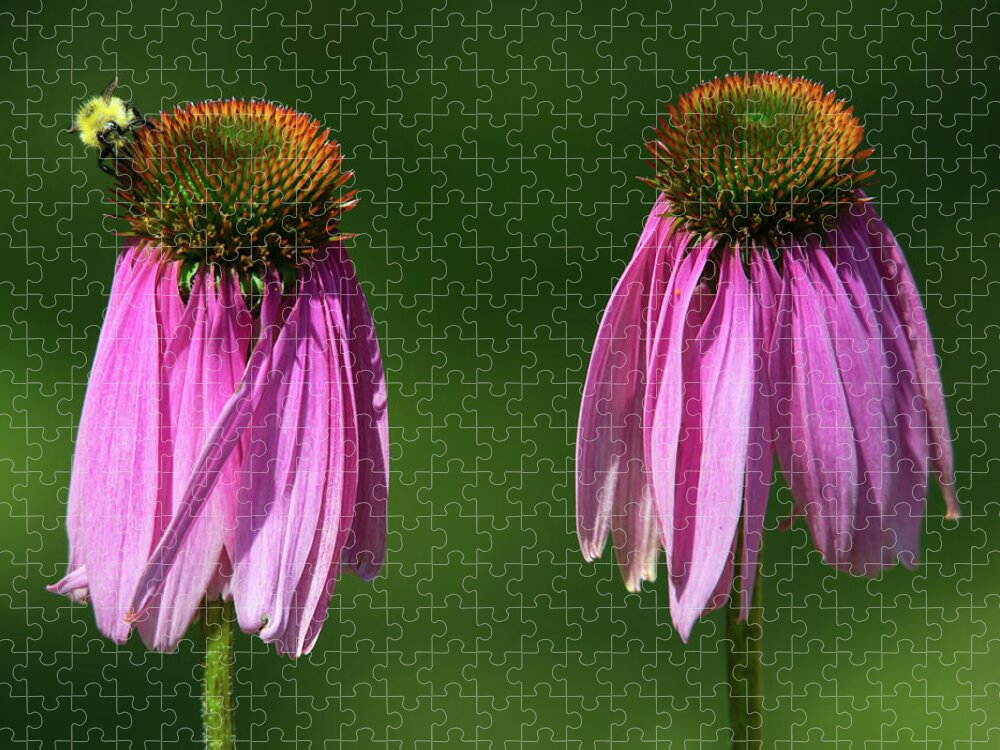 Flower Jigsaw Puzzle featuring the photograph Dance of the Coneflower by Denise LeBleu