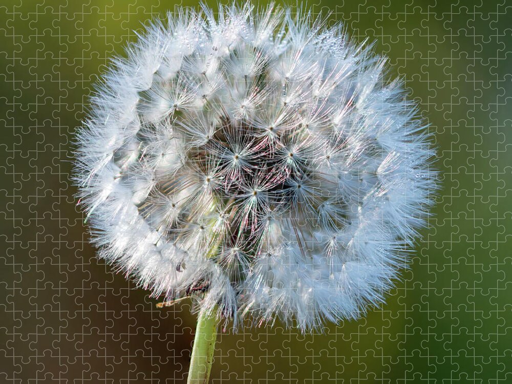 Dandelion Jigsaw Puzzle featuring the photograph Dandelion clock square by Steev Stamford