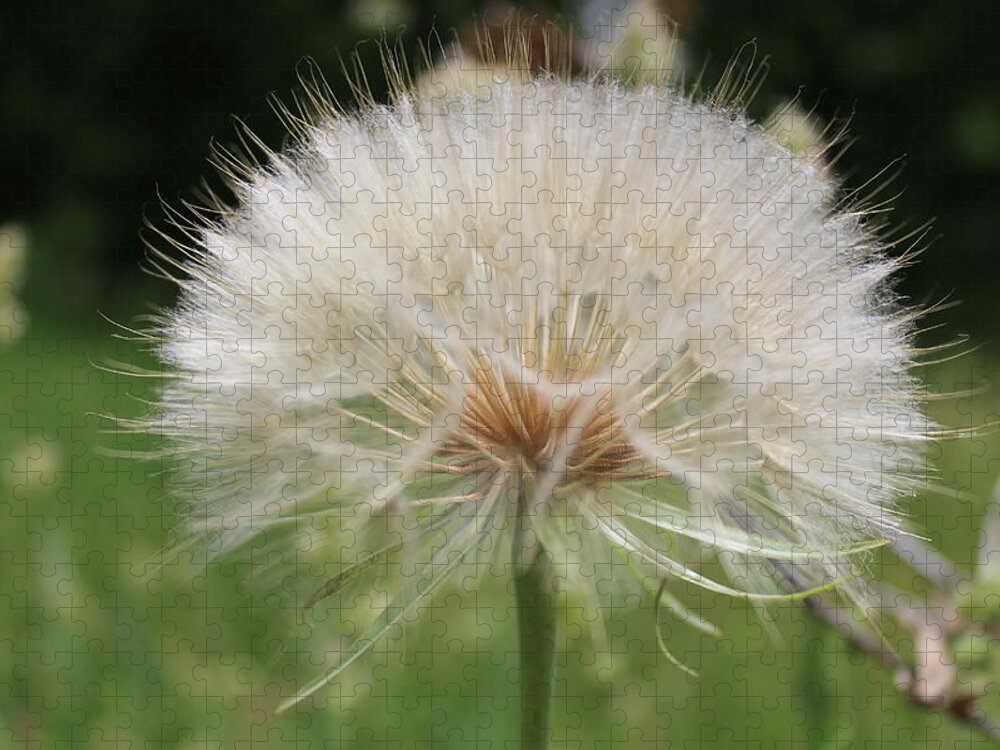 Dandelion Head Jigsaw Puzzle featuring the photograph Dandelion head close up by Martin Smith