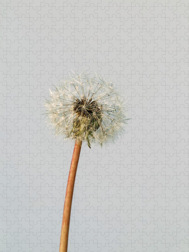 White Background Jigsaw Puzzle featuring the photograph Dandelion, Taraxacum Officinale, Seed by Paolo Negri